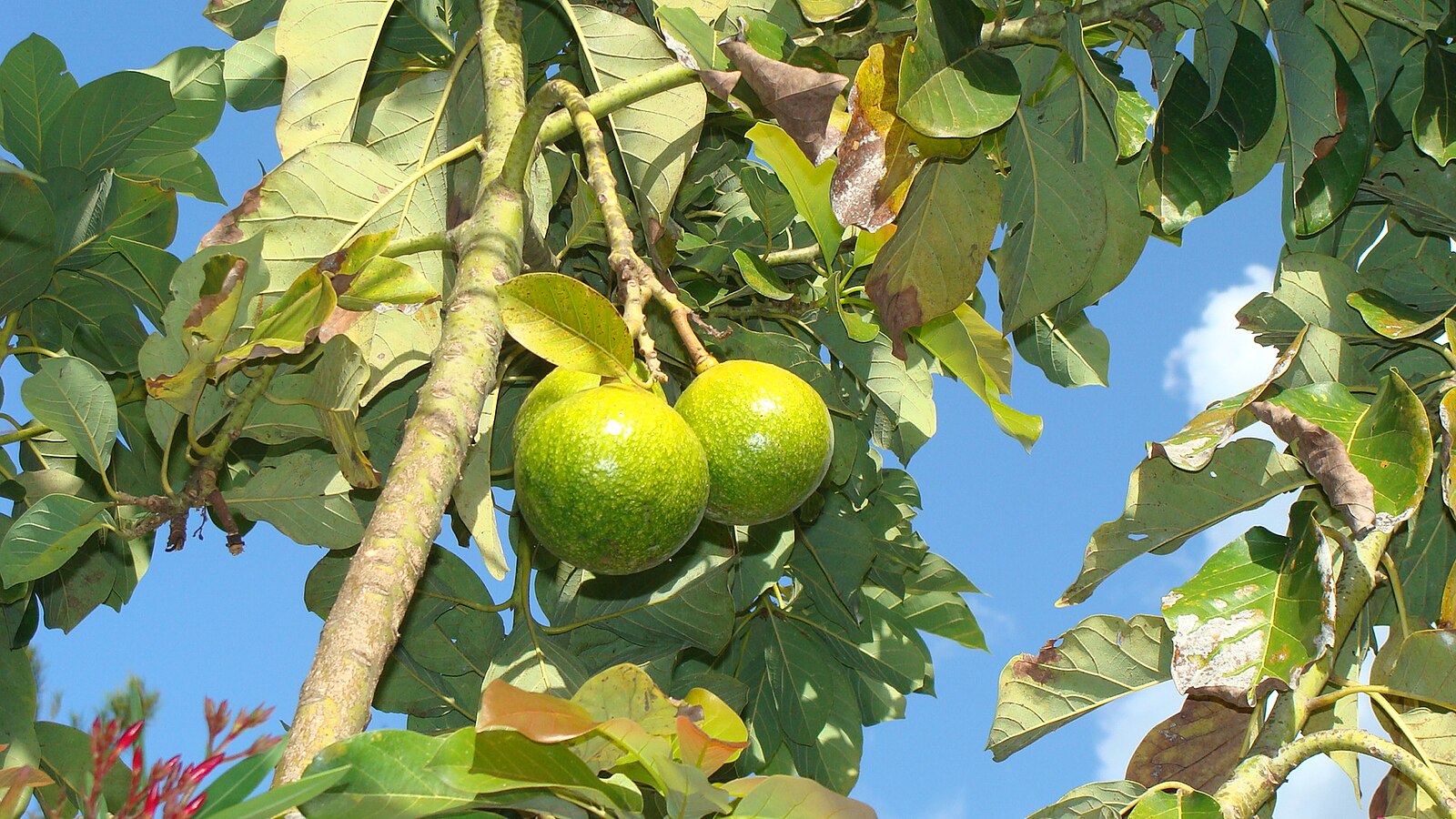 Racimo de aguacates en el árbol