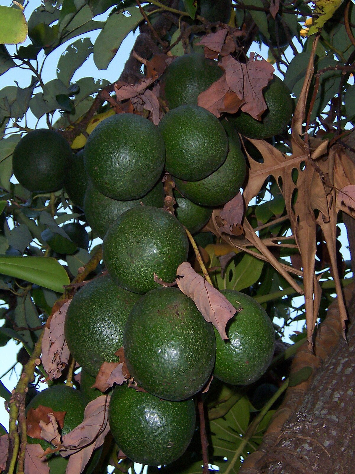 Aguacates recién recogidos